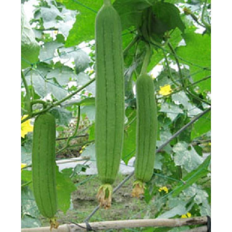 Hạt giống mướp hương Thái Lan F1 - 1gr/gói