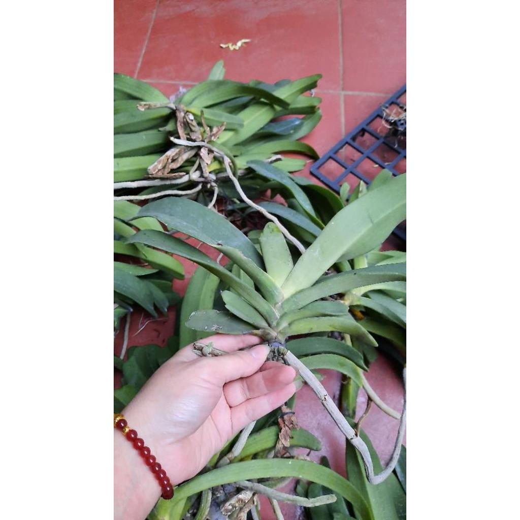 Hoa phong lan đai châu rừng