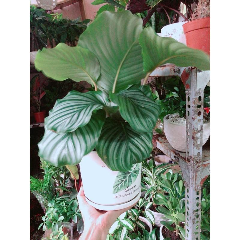 Chậu Cây Đuôi Công Táo Xanh