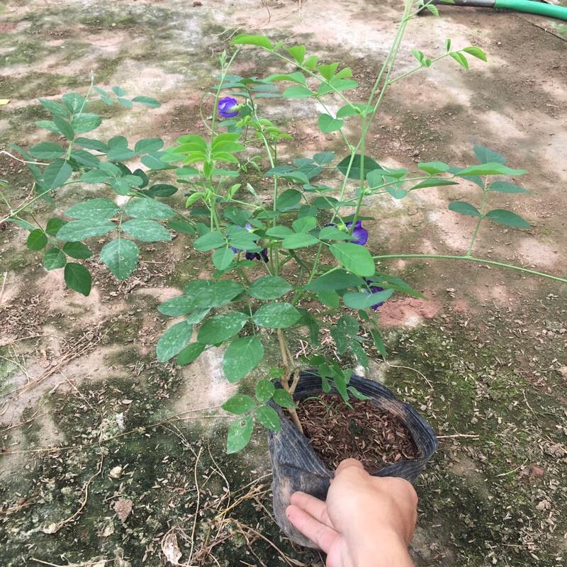 Cây đậu biếc leo giàn trồng bịch đen