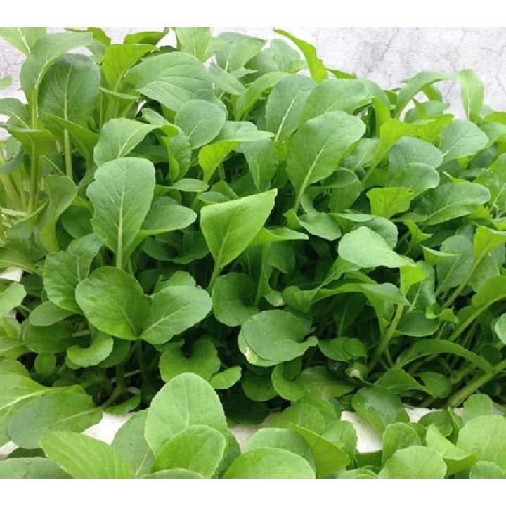 Hạt giống Cải Ngọt ( Gói 20 Gram ) - Nông Sản Vàng