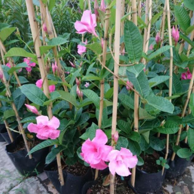 1 CHẬU cây hoa Hồng Anh CÁNH KÉP GIỐNG leo cho tường nhà rực rỡ sắc hoa, MIIXX MÀU