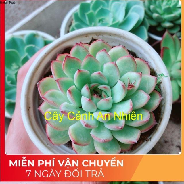 Sen đá viền hồng