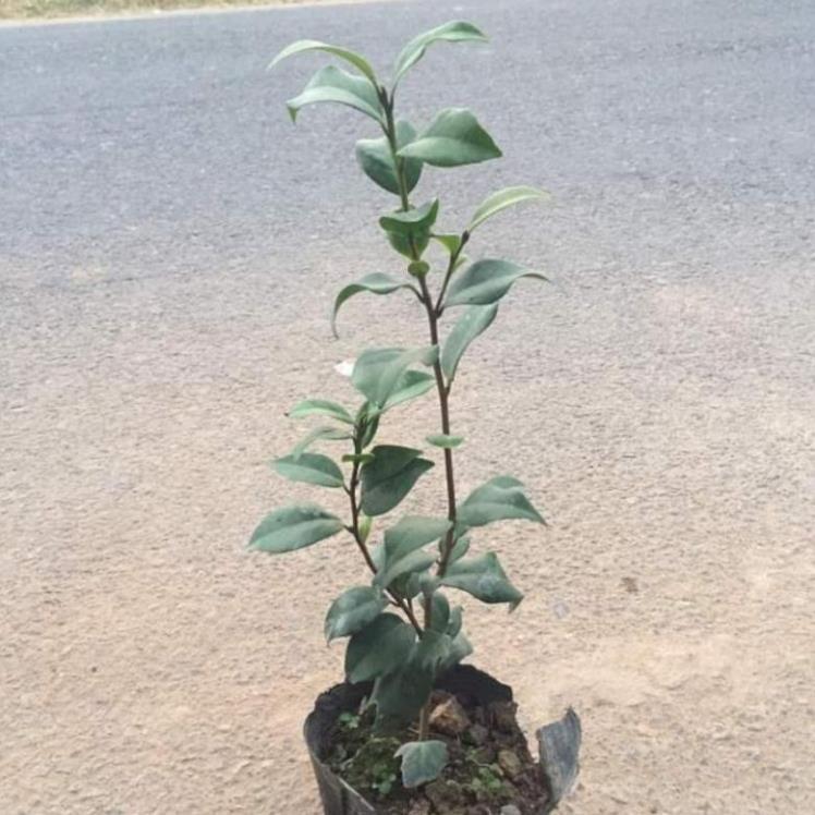 Cây giống hoa trà my cao 40cm