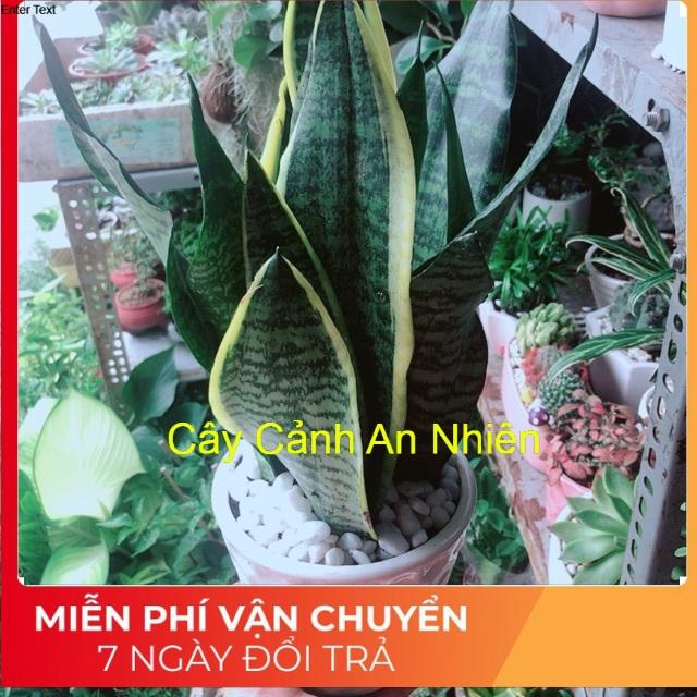 Chậu Cây Lưỡi