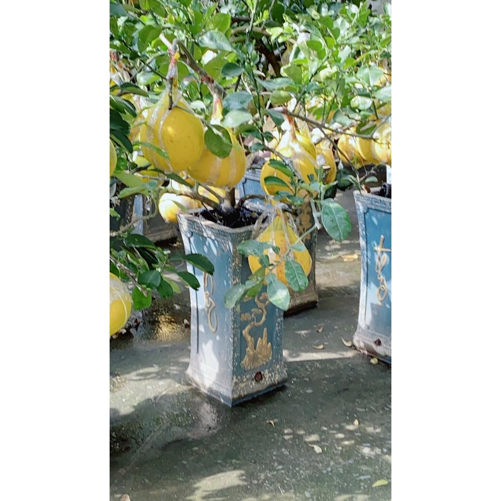 Chậu Cây Bưởi Kiểng Trưng Tết
