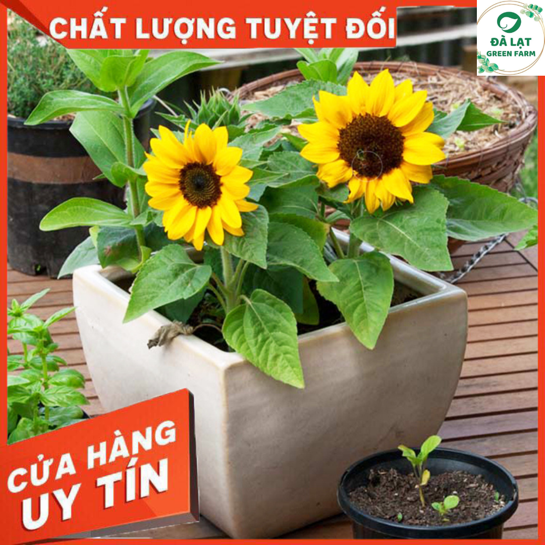 Hạt Giống Hoa Hướng Dương Lùn - Nảy Mầm Cực Chuẩn