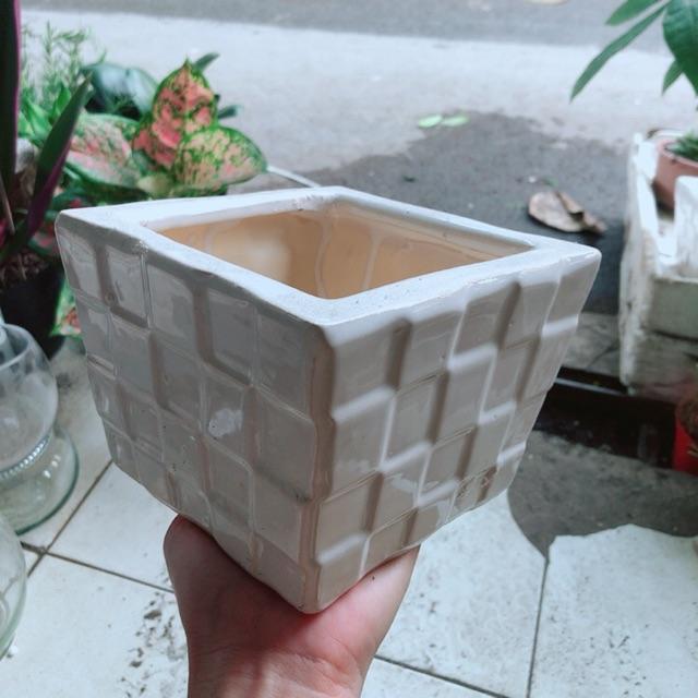 Chậu Trồng Cây