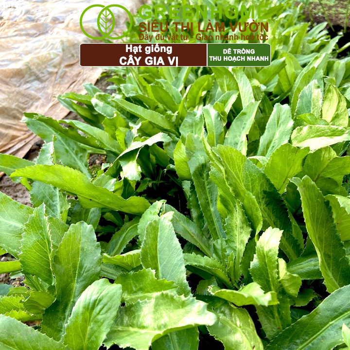 Hạt Giống Gia Vị Greenhome, Nhiều Loại, Trồng Chậu, Dễ Trồng, Chịu Nhiệt, Trồng Quanh Năm, Năng Suất