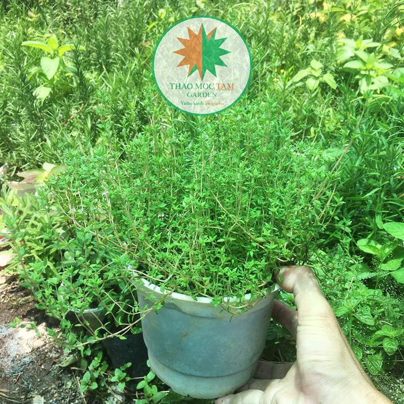 Chậu cây Cỏ Xạ Hương / Cây Thyme - Cây lớn nhiều tán sum sê