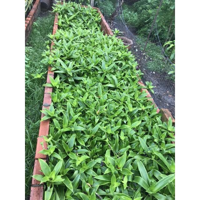 Cây Lược Vàng Tươi 1KG