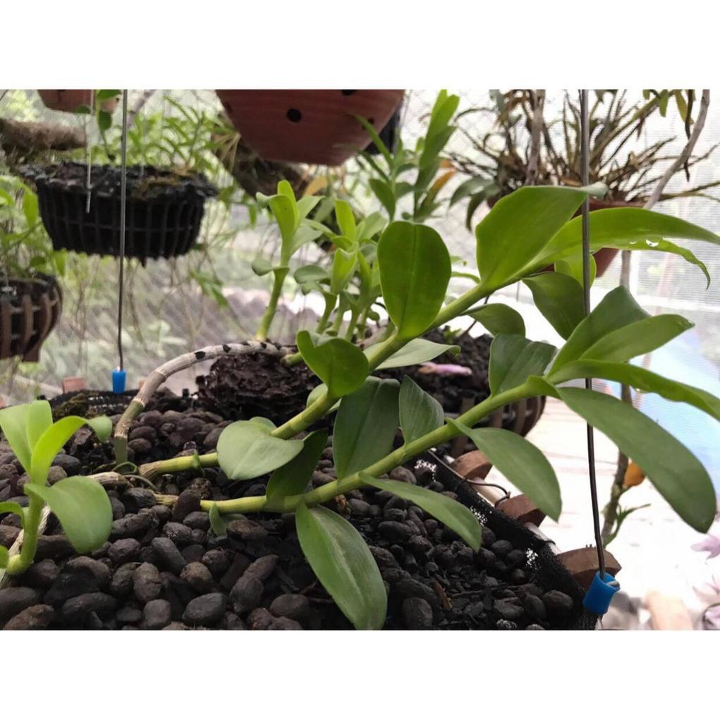 Chậu PHI ĐIỆP RỒNG LỬA