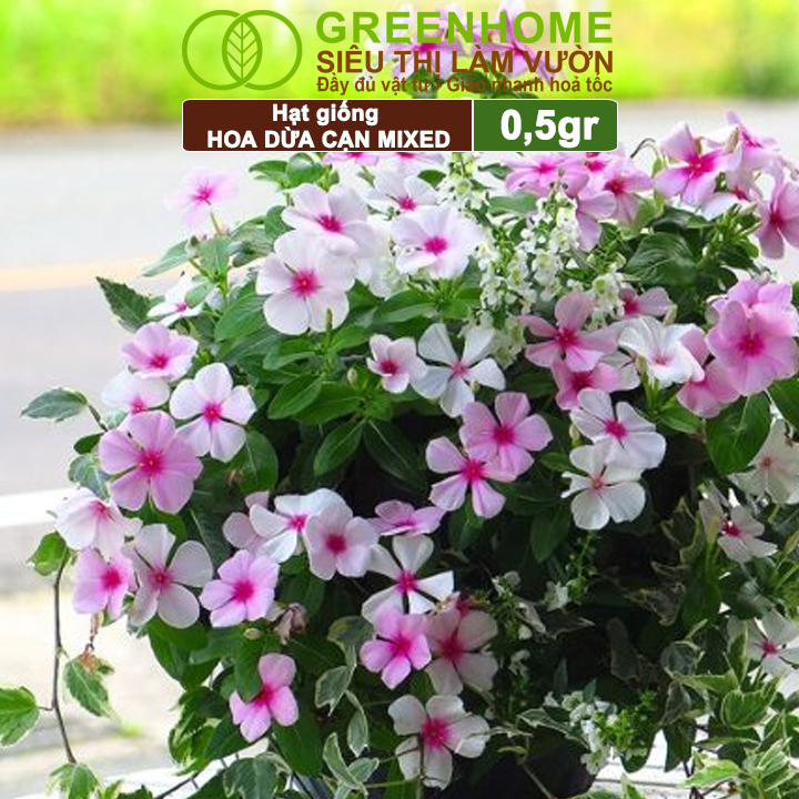 Hạt Giống Hoa Dừa Cạn Greenhome, Gói 0,03gr, Sai Hoa, Màu Rực Rỡ, Dễ Trồng Quanh Năm,Nảy Mầm Cao H09