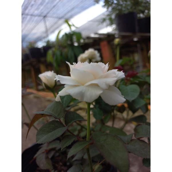 Hoa hồng trắng Tranquility, hồng ngoại, hồng bụi, thân gỗ, nguyên bản