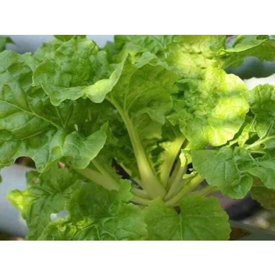 Hạt giống rau cải bẹ dún - Gói 1kg