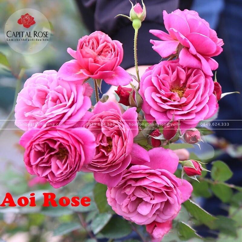 Hoa hồng Nhật Aoi Rose - hoa chùm, siêng hoa