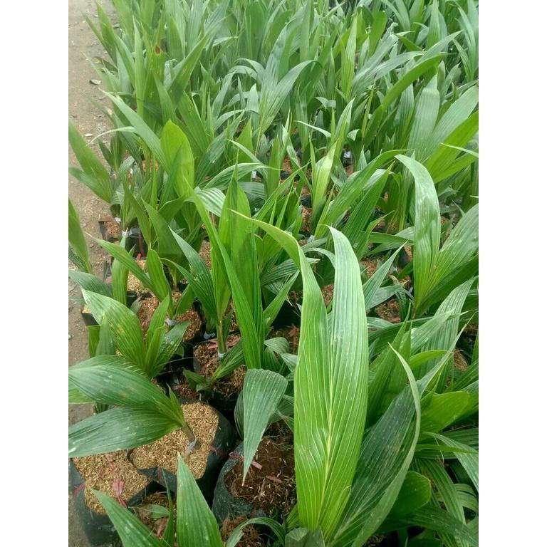 CÂY GIỐNG DỪA XIÊM LÙN ĐỎ .