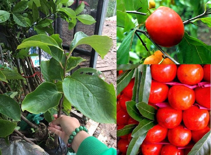 Cây HỒNG ĐỎ UY TÍN CHẤT LƯỢNG