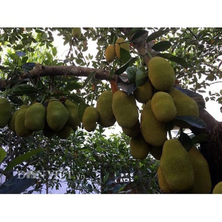 CÂY GIỐNG MÍT TA SIÊU QUẢ, SIÊU NGON, NGỌT, THƠM