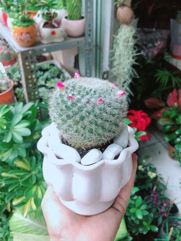 Chậu Xương Rồng Nở Hoa