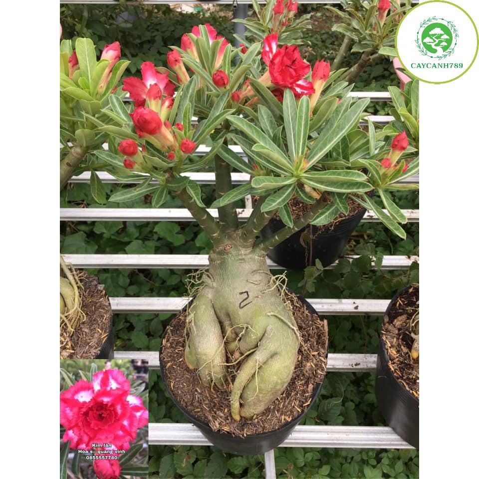 Cây sứ thái kép trưởng thành
