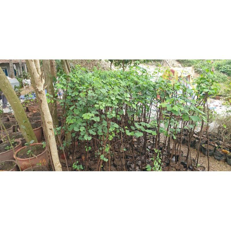 Cây ngân hạnh