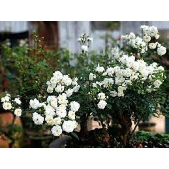 Chậu hoa hồng cổ bạch trà - Cây trưởng thành siêu nụ sắp hoa
