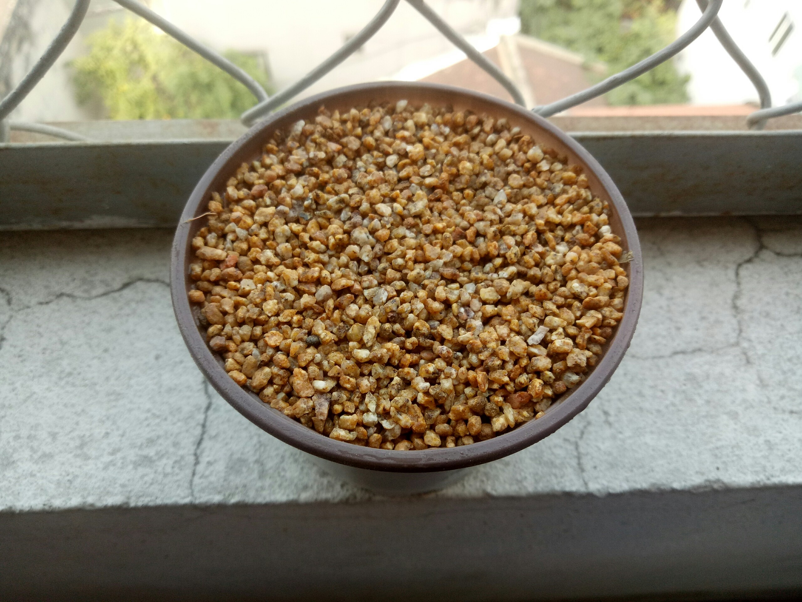 Đá masato rải mặt cho sen đá 1kg | Hera Garden