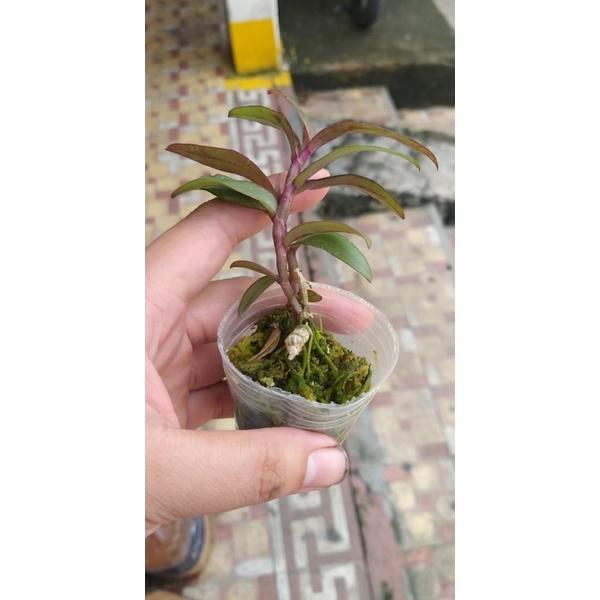 Combo 2 cây bệt ma bó