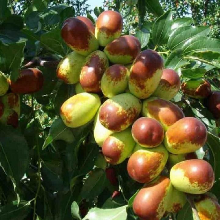 CÂY GIỐNG TÁO ĐỎ TÂN CƯƠNG, CHO QUẢ SƠM