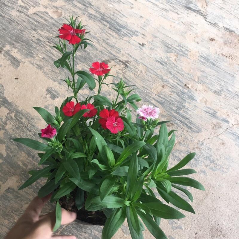 Cây hoa cẩm chướng mix màu trồng trong bịch đen đã có hoa và nụ