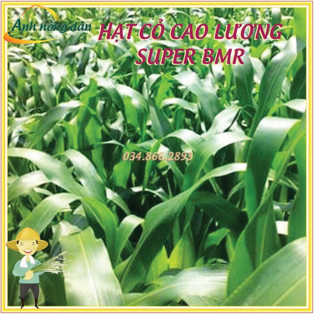 50 gam Hạt giống cỏ cao lương Super BMR - hạt giống cỏ lai sudan Super BMR