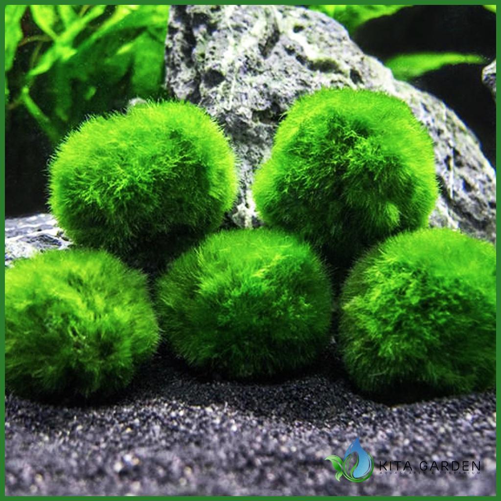 Tảo Cầu MARIMO MOSS BALL - Tảo Cầu Nhật Bản