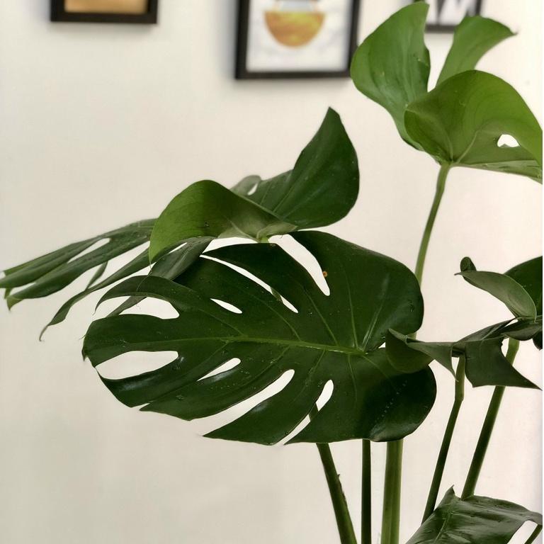 Cây Monstera Deliciosa Trầu Bà Lá Xẻ