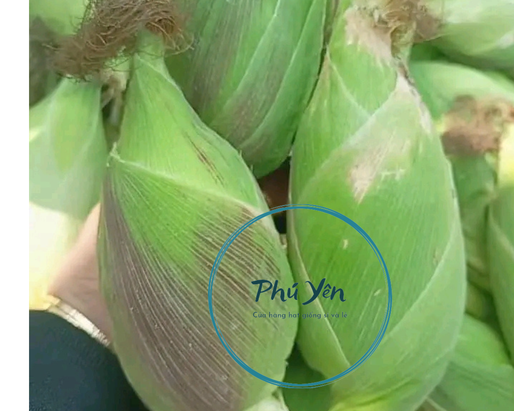 Hạt giống bắp nù sữa gói 1 kg