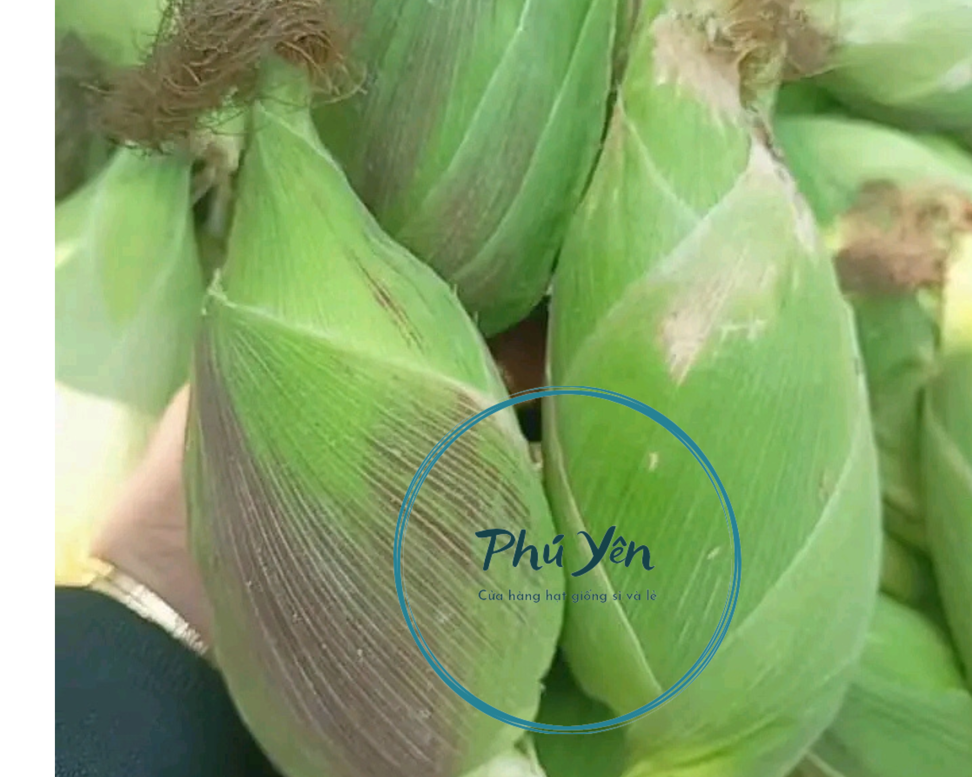 Hạt giống bắp nù sữa gói 1 kg ( tặng kèm 1 gói hạt giống rau Thái Lan bất kỳ )
