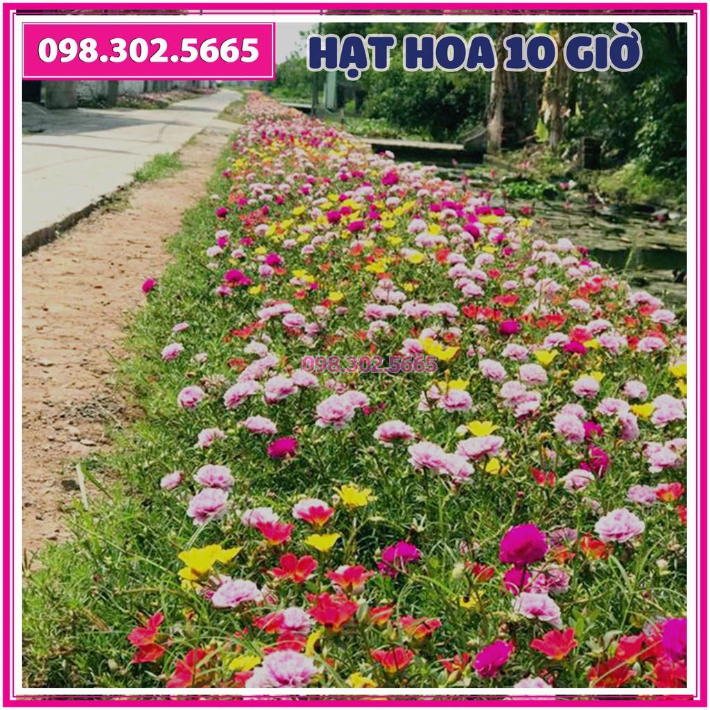 Hạt giống hoa mười giờ mix nhiều màu, hạt giống chất lượng cao, ra hoa đồng đều