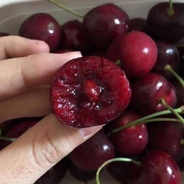 Cây cherry Brazil nhiệt đới dễ trồng chịu nhiệt tốt 1 năm ra quả