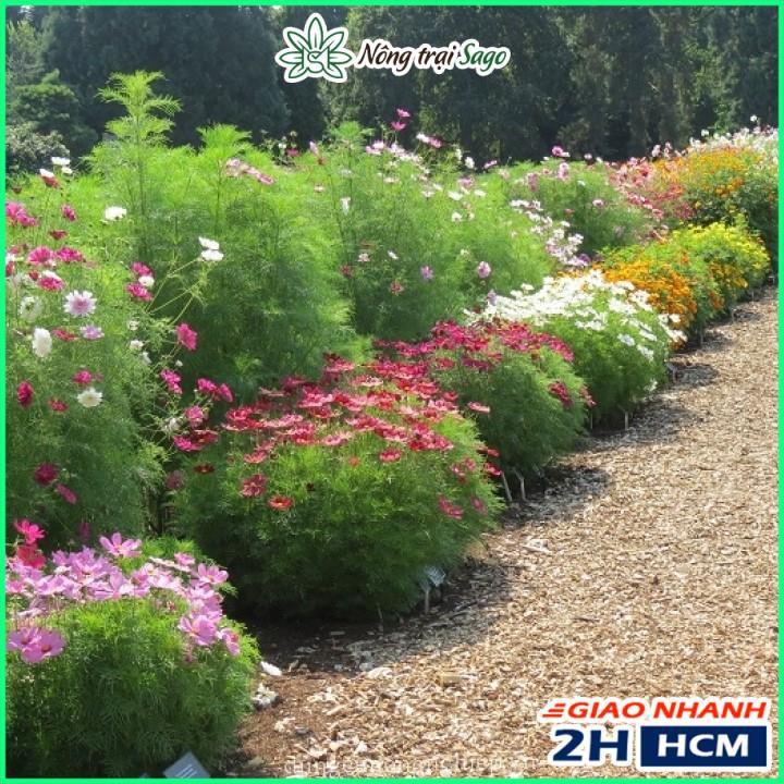 Hạt giống Hoa Cánh Bướm Kép Nhiều Màu, Dễ Trồng - Nông Trại Sago