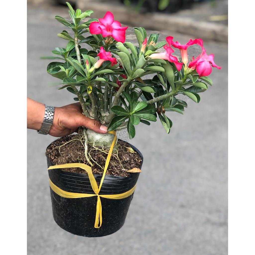 Cây hoa sứ Ánh Dương hoa màu hồng