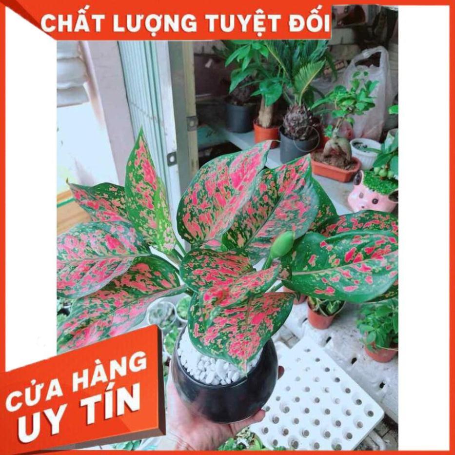 Chậu vạn lộc Nhiều Người Mua