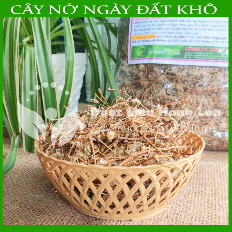 1KG Cây Nở ngày đất khô sạch (Hỗ Trợ Tiểu Đường, Khắc Tinh Bệnh Gút (Gout))