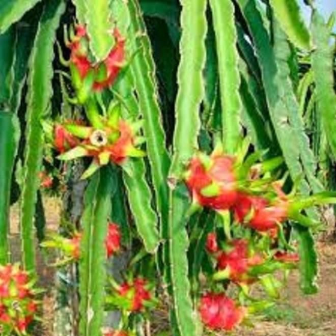 COMBO 3 THANH LONG RUỘT ĐỎ ngọt mát - hàng cây giống chuẩn F1