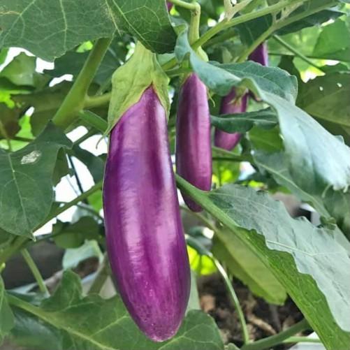1gr Hạt giống cà tím dài cao sản