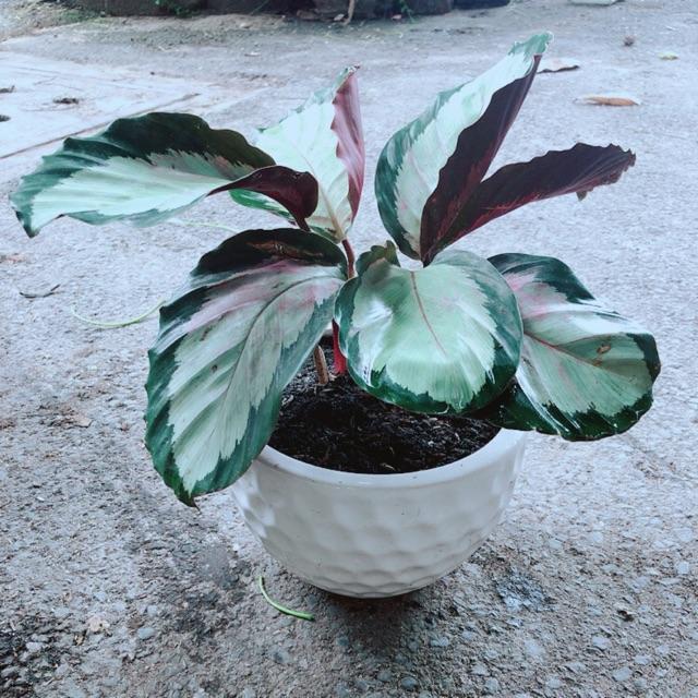 Chậu Đuôi Công Hồng