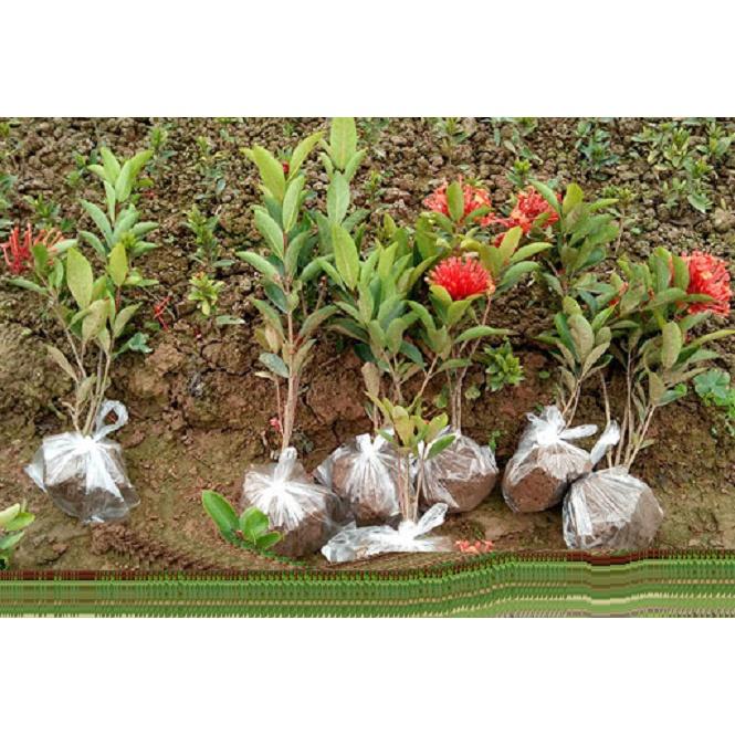 COMB0 2 Cây hoa MẪU ĐƠN ĐỎ HỒNG MỸ