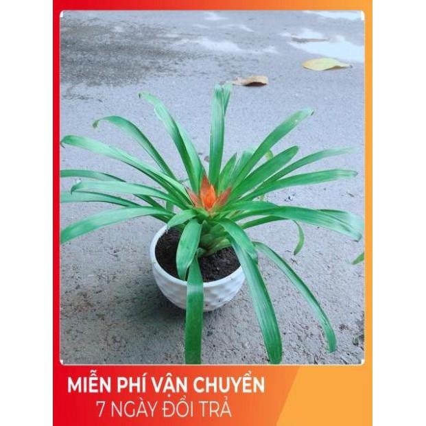 Chậu Phong Lộc Hoa