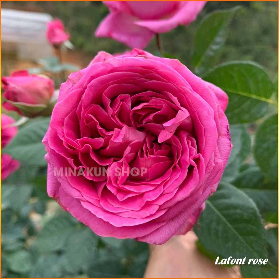 Cây hoa hồng Lafont trưởng thành đang nụ và hoa cao 60-70cm