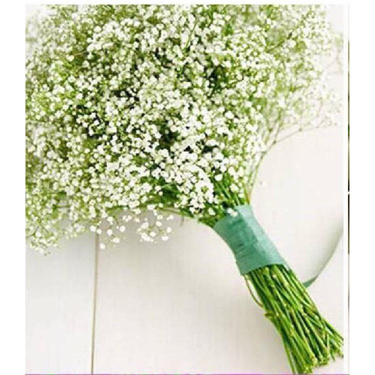 Hạt giống hoa Baby trắng – Gói 100 hạt