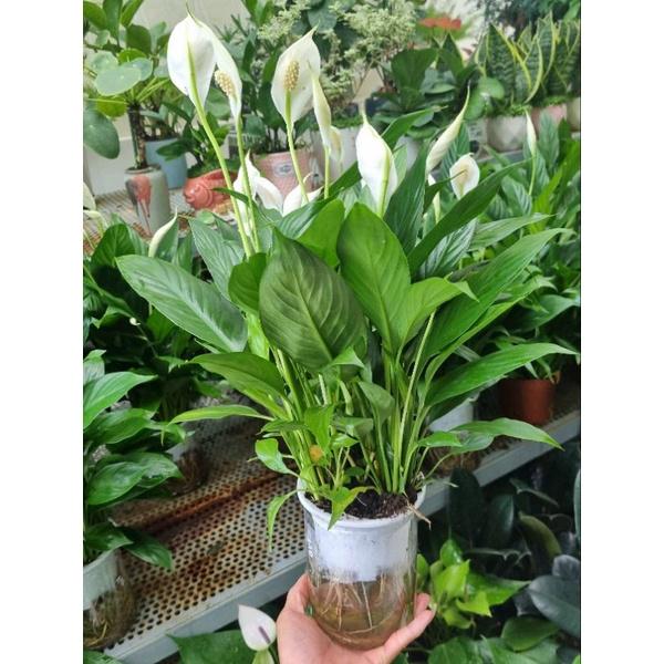 Lan ý trồng thủy sinh - cây cảnh để bàn